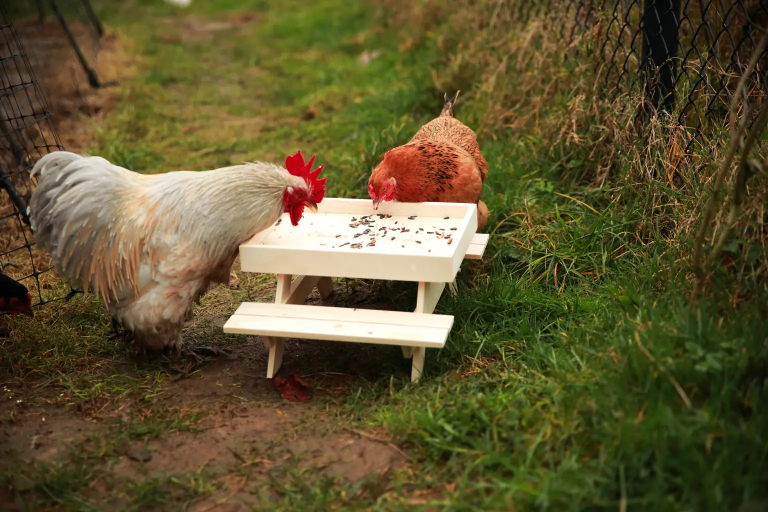 Approved door Julia, Pieter, Pip, Loki, Marie, Claire, en Merle's kippen.